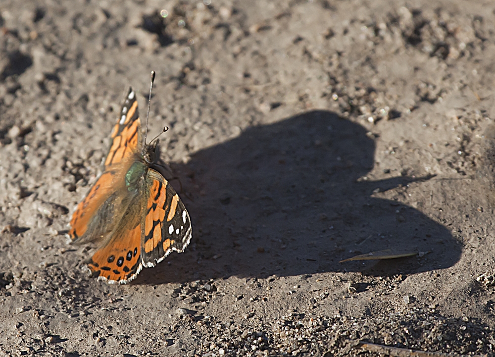 "mariposa y su sombra" de Edith Polverini