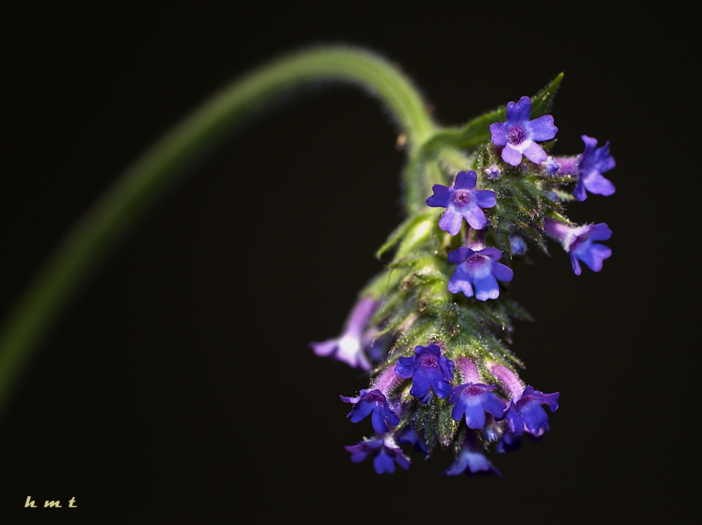 "Florcita" de Hctor Martn Tabuyo