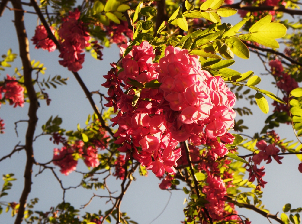 "Flores callejeras" de Luisamaria Amador