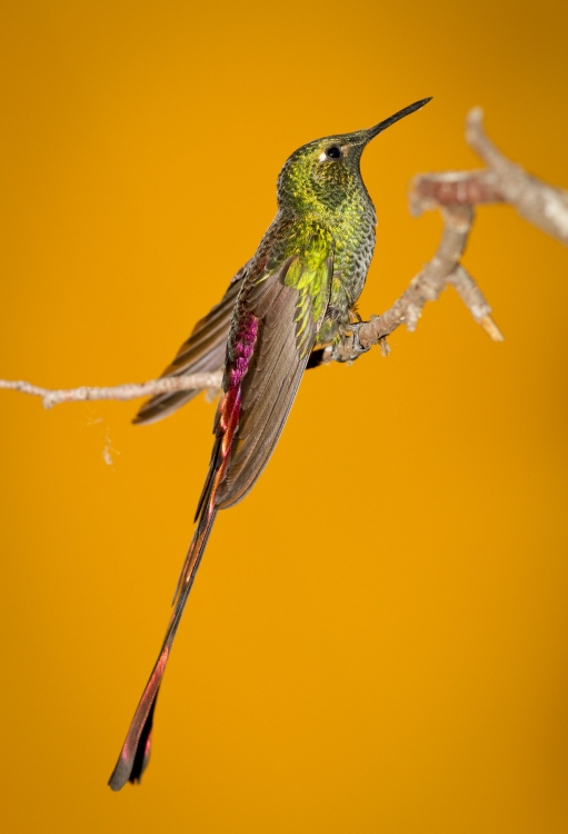 "Picaflor cometa ( Macho ) II" de Mario Tizn