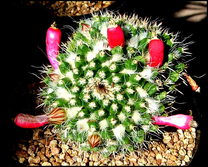 "Algo de Cactus" de Valeria Montrfano