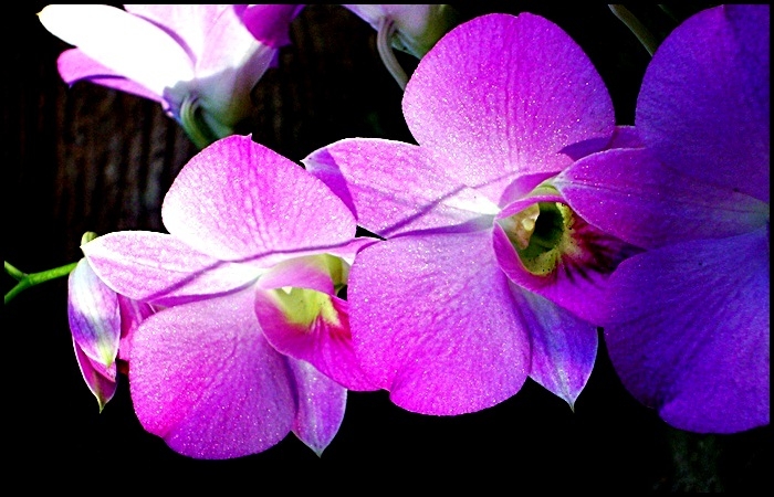 "Orquideas lilas" de Valeria Montrfano