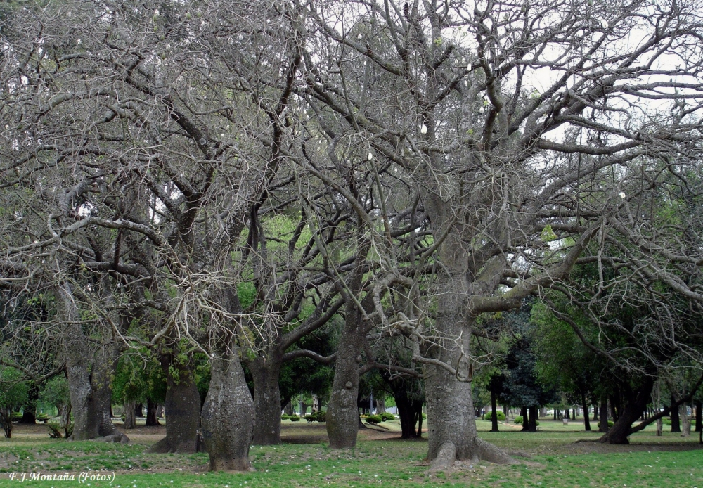 "Palos Borrachos. Parque Alem (Rosario)" de Francisco Jos Montaa