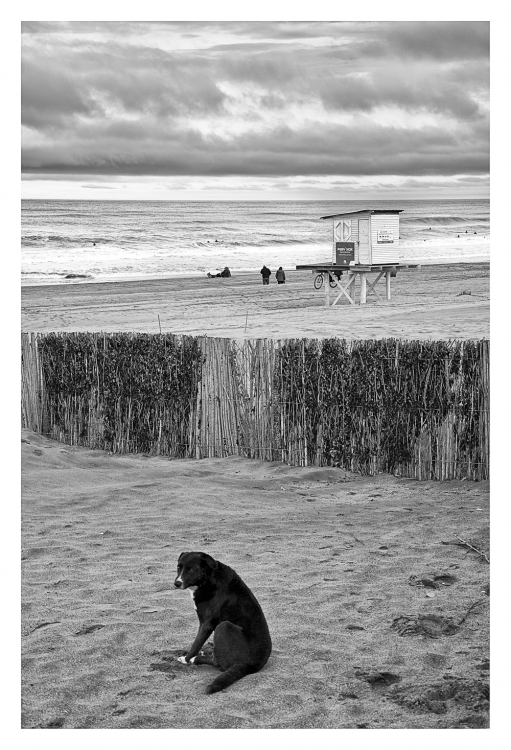 "Meditaciones de un can" de Analia Coccolo