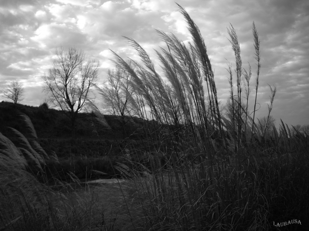 "Viento... sopla....." de Maria Laura Bausa