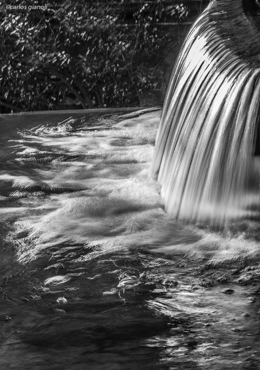 "Agua, solo agua" de Carlos Gianoli