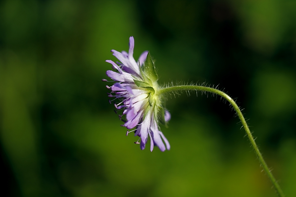 "Flor solitaria" de Magne Myhre