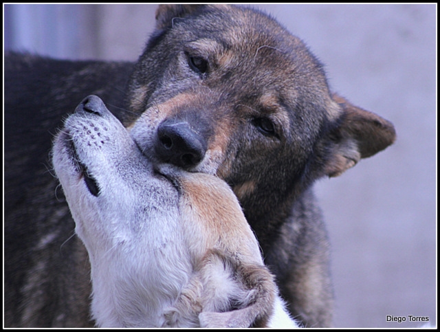 "El Beso" de Diego Torres