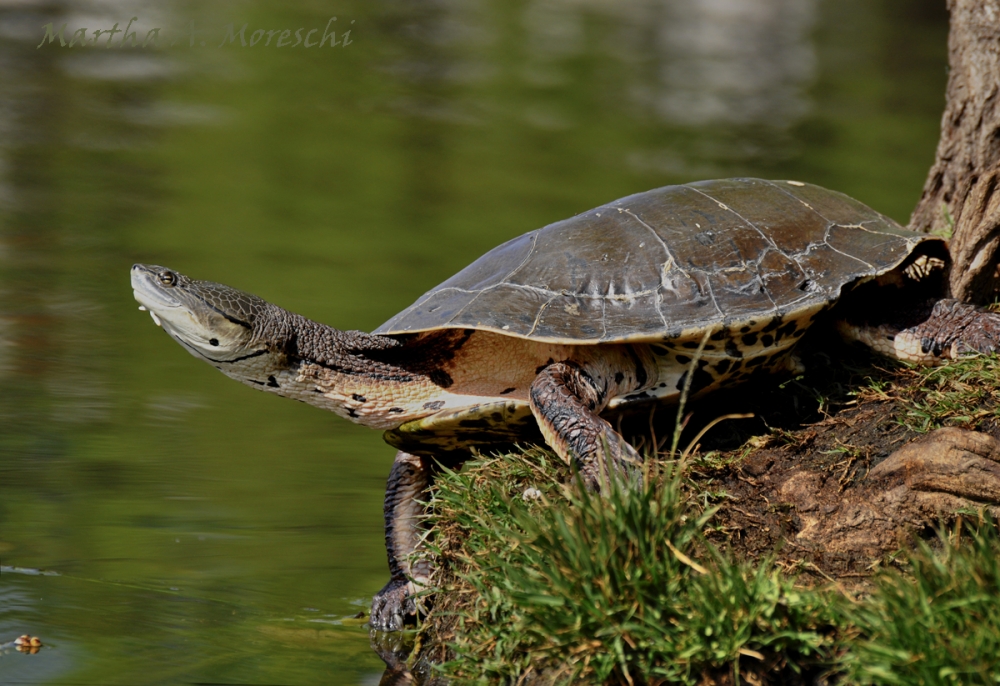 "Tortuga de agua" de Martha A. Moreschi