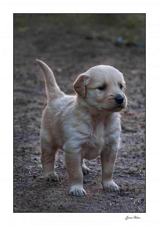 "Cachorro" de Javier Adam