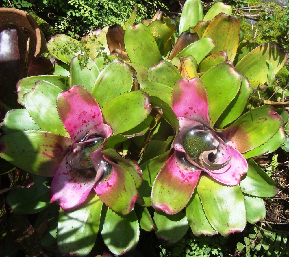 "Bromelia del jardin" de Piero Francesa