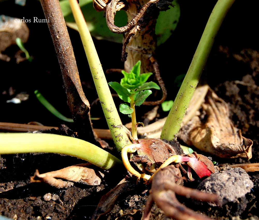 "germinacion" de Carlos Domingo Rumi