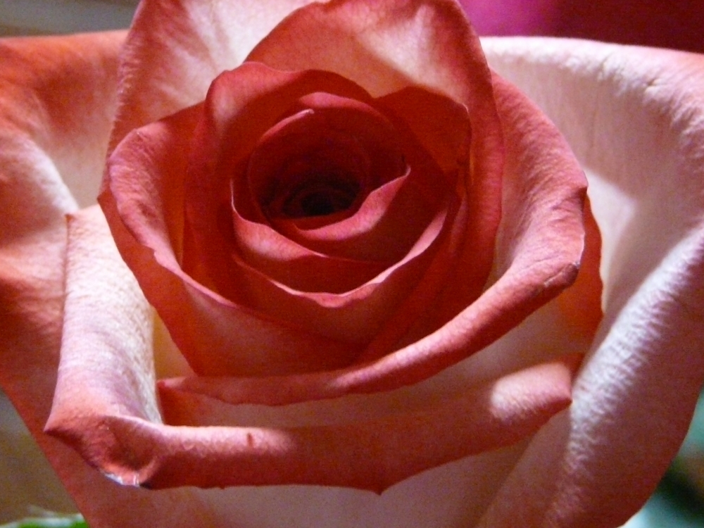 "rosa...rosa..tan maravillosa..." de Susi Goncalves