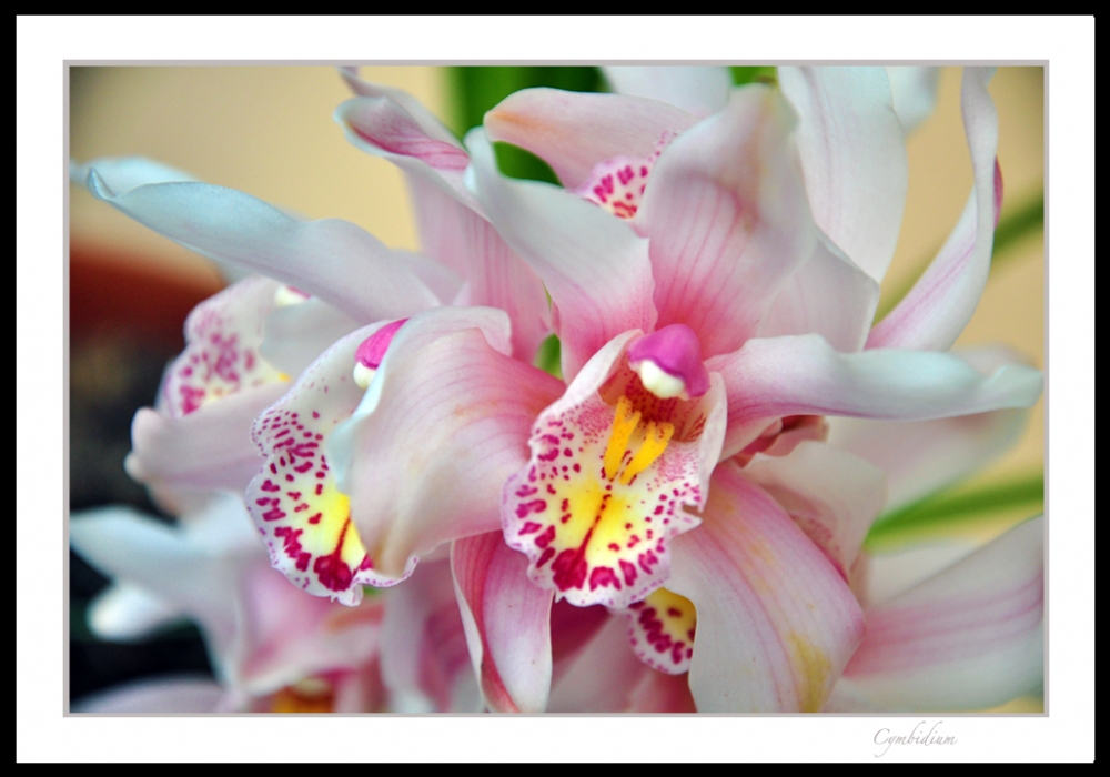 "Cymbidium" de Ruben Moscatelli