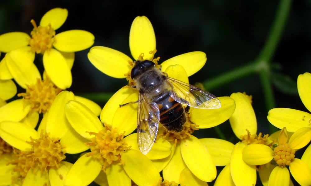 "Abeja" de Francisco Jos Montaa