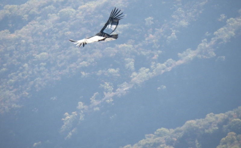 "Vuelo" de Silvia Rivero