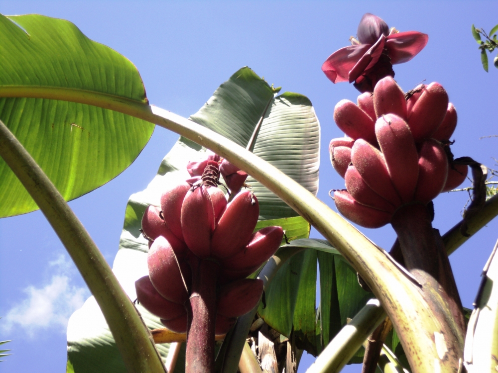 "Cambures rojos de jardn." de Piero Francesa