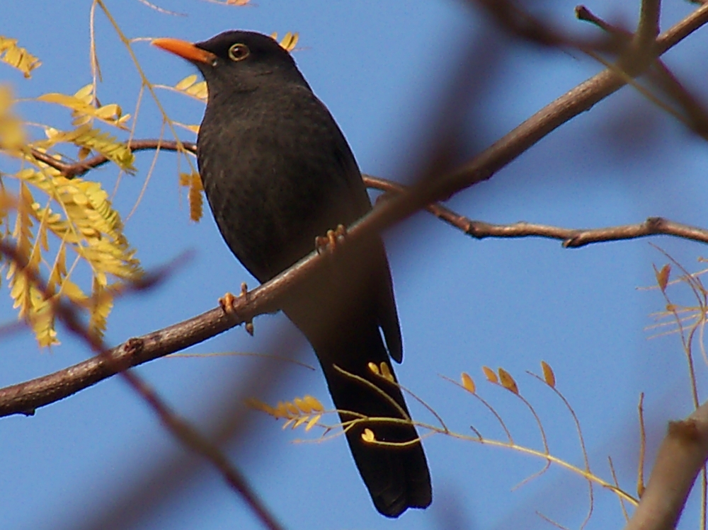 "ZORZAL CHIGUANCO (turdus chiguanco)" de Roberto Kotata Muoz