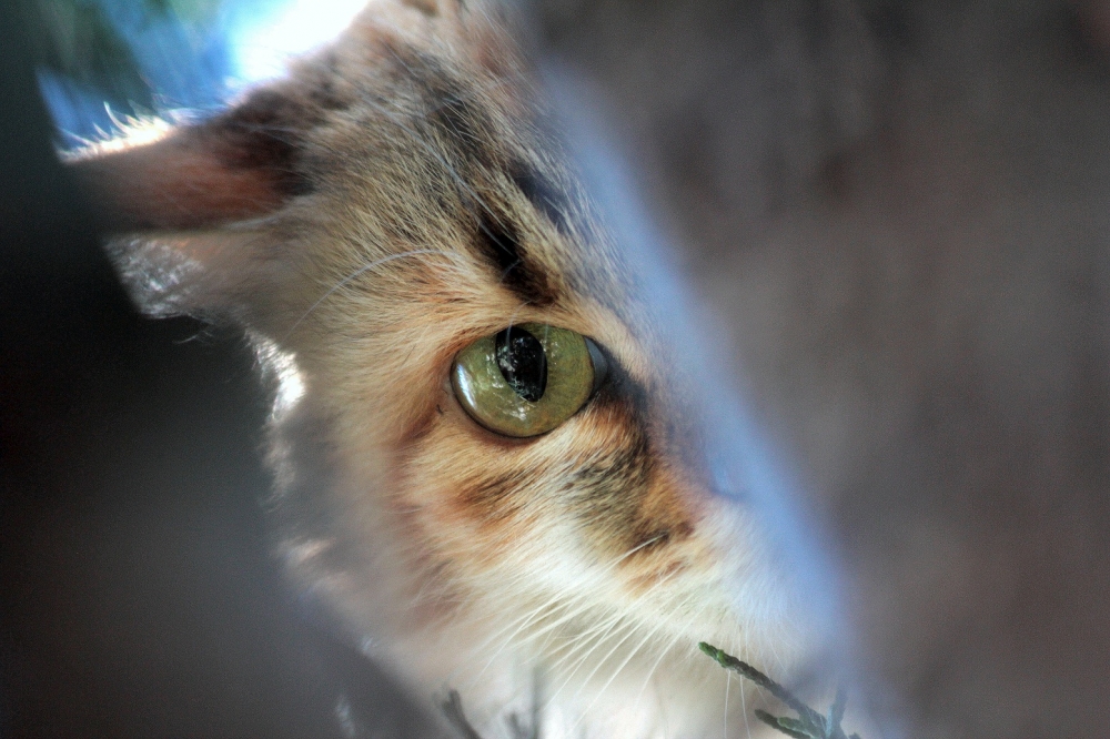 "Te estoy mirando." de Titi Noseda