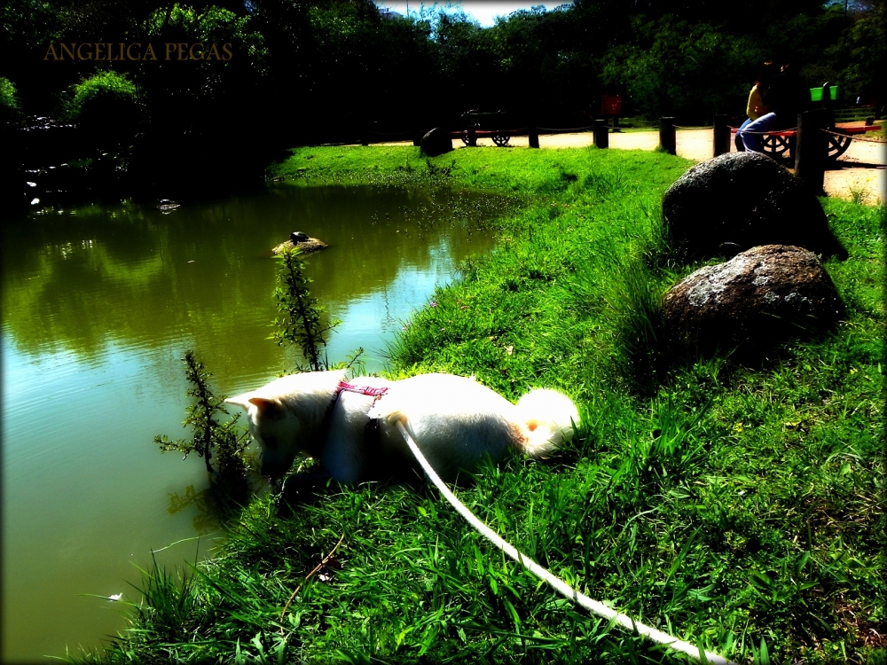 "DESFRUTANDO DE PARQUE!! LE GUSTA COMER FLORES...!!" de Anglica Pegas