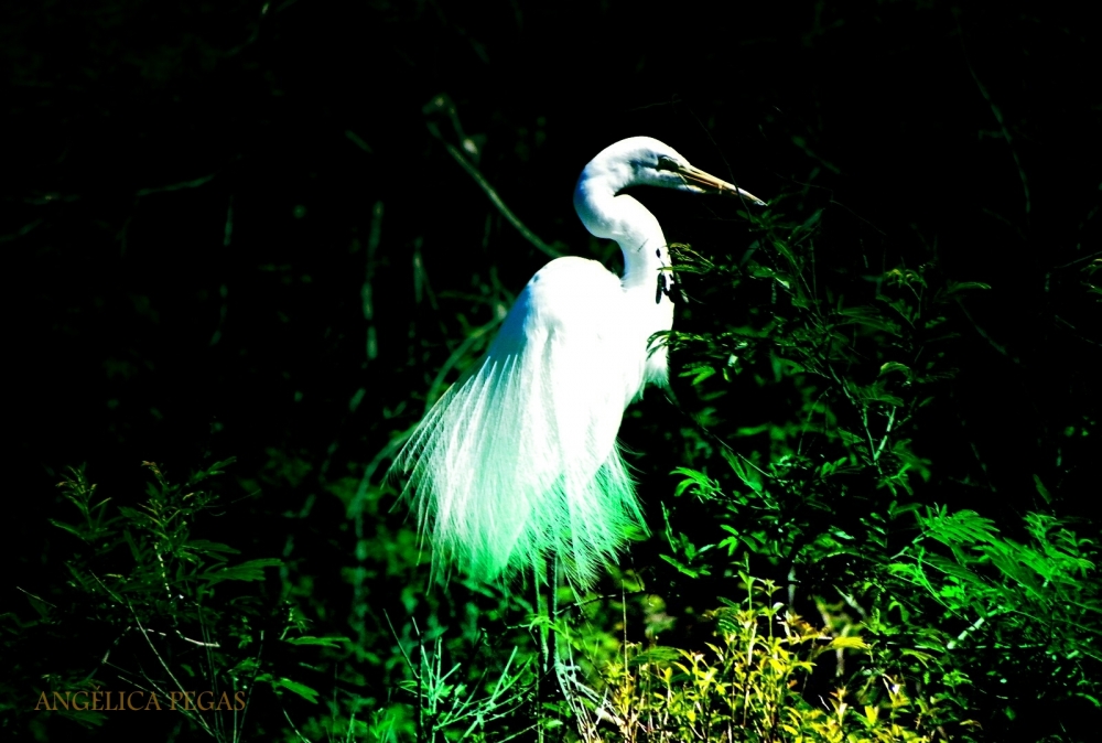 "CISNE ENCANTADO.." de Anglica Pegas