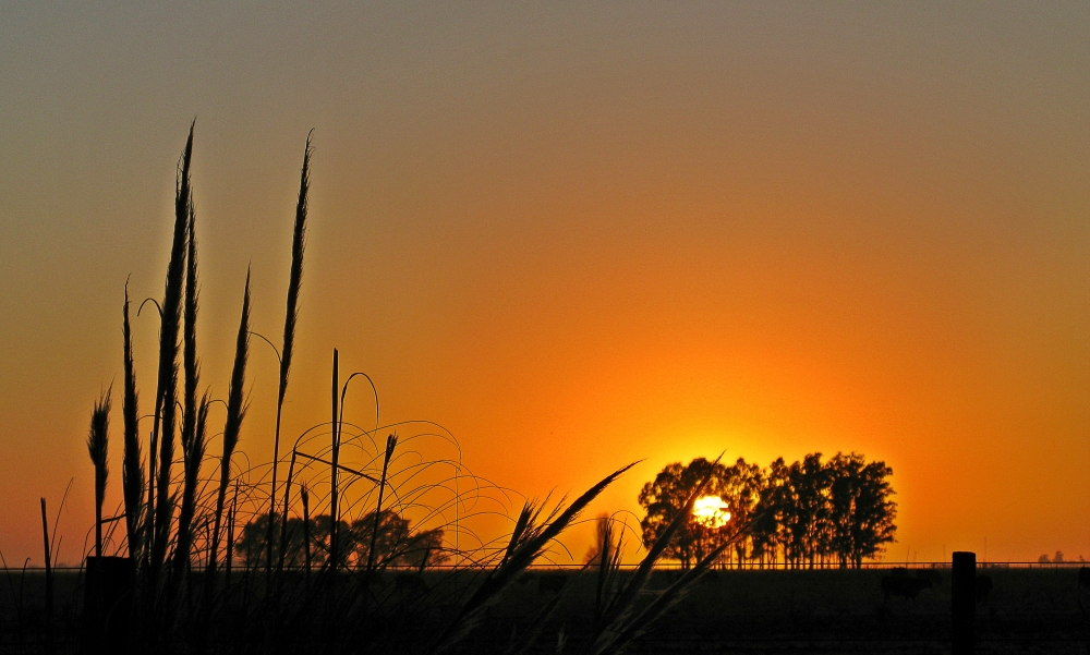 "Amanece en el campo" de Jorge Zanguitu Fernandez