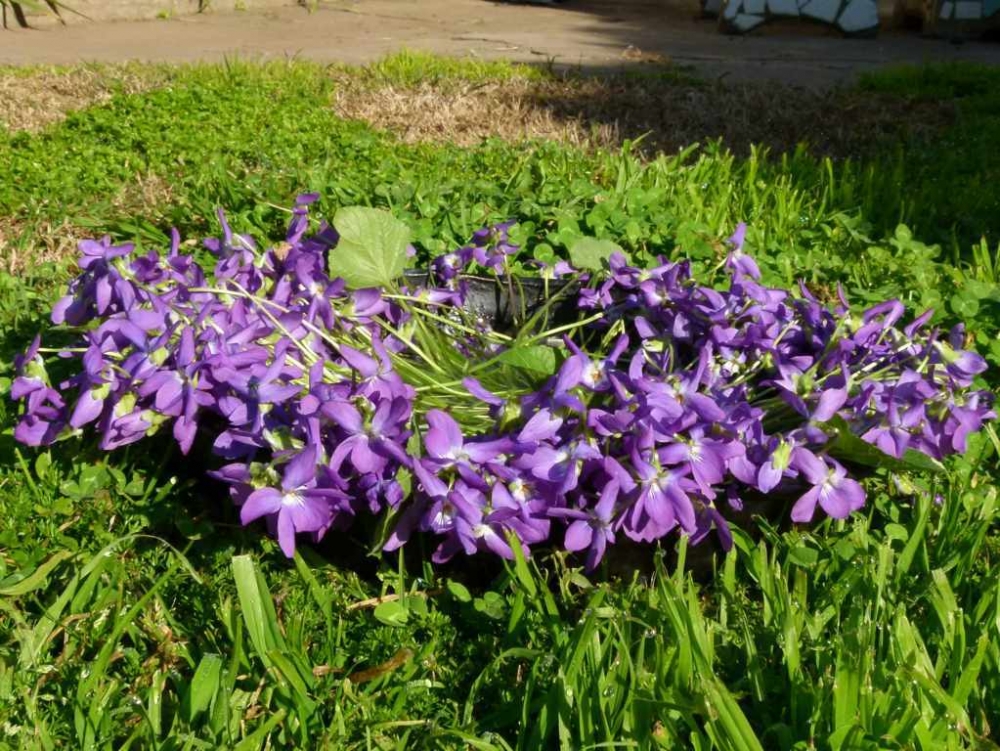 "violetasss" de Graciela Parodi