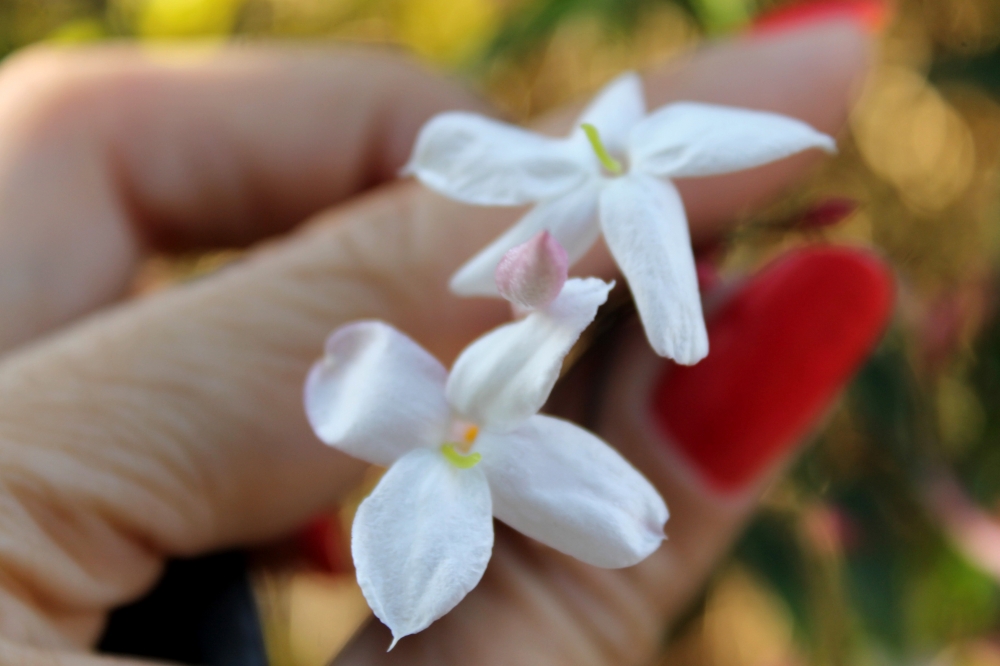 "florcita salvaje..." de Andrea Flores