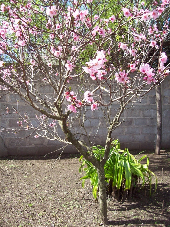 "el ciruelo en flor" de Nora Noemi Bonnot