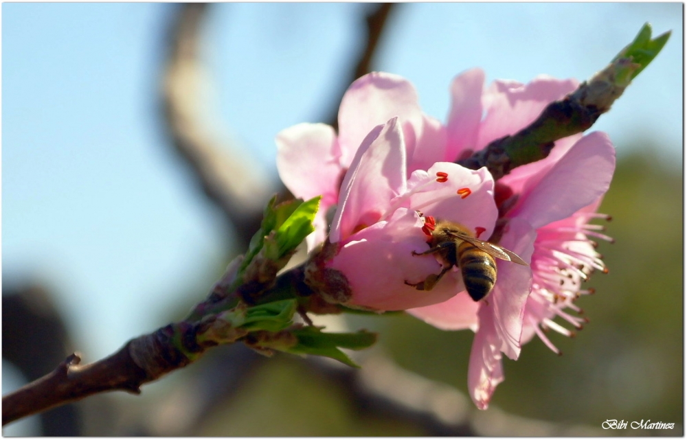 "aroma a primavera ..." de Bibiana Martinez