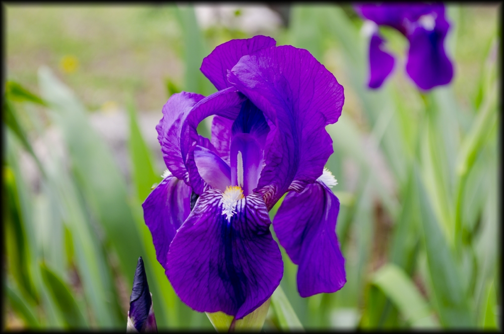 "La Flor de mi Jardin" de Harold Becker