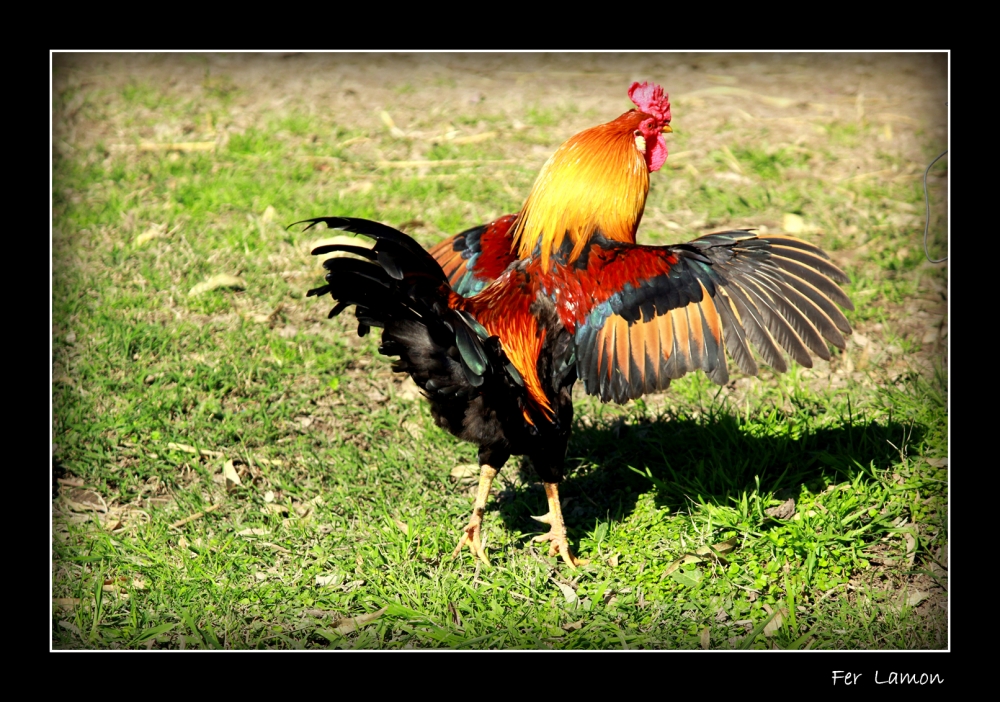 "Danza de colores" de Fer Lamon