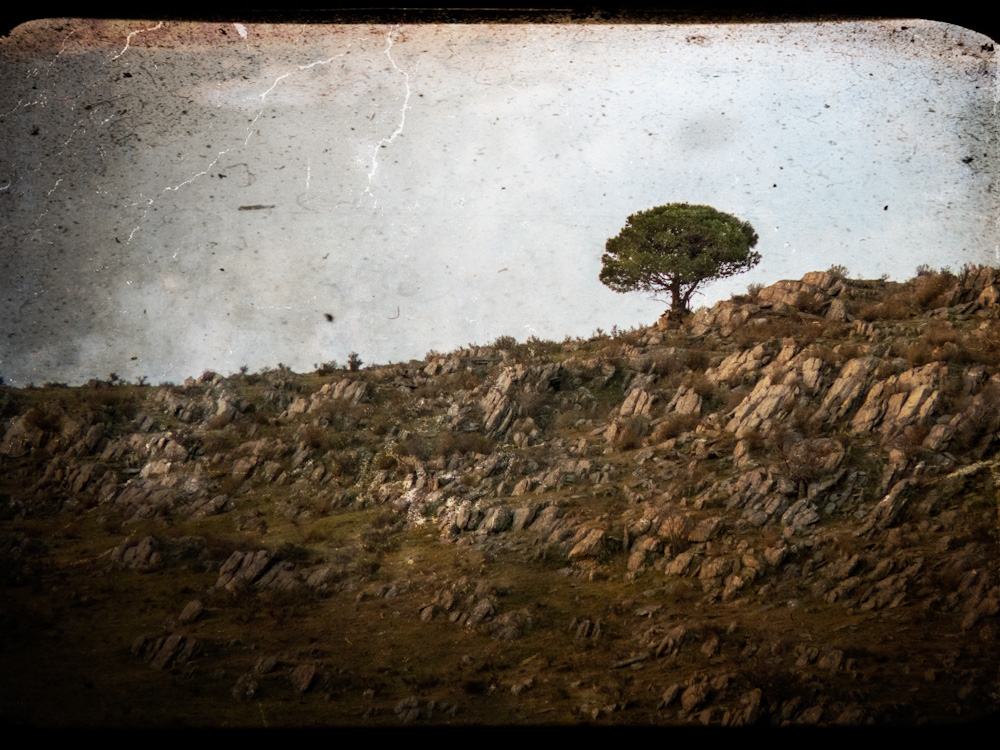 "Arbol 2" de Fernando Buezas