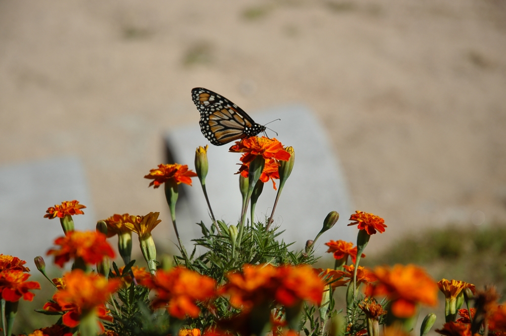 "flor de mariposa" de Hugo Fabian Castelli