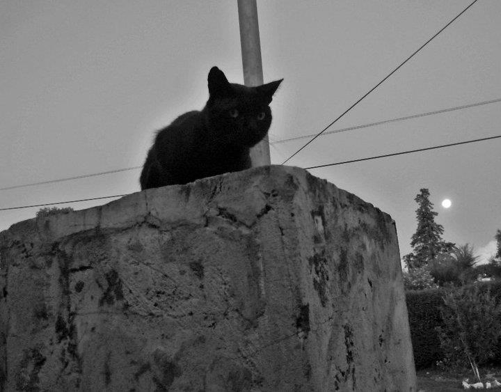 "Black, mi gato ajeno" de Mariana Ponce de Len