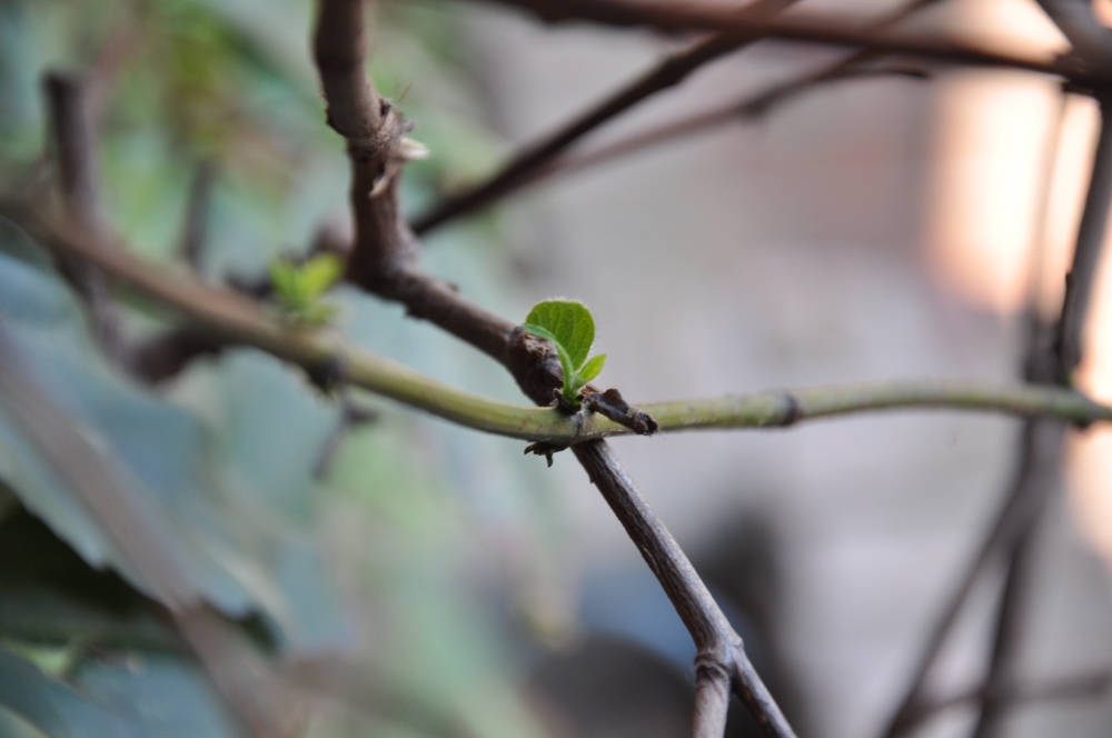 "Llega la primavera" de Monica Casso