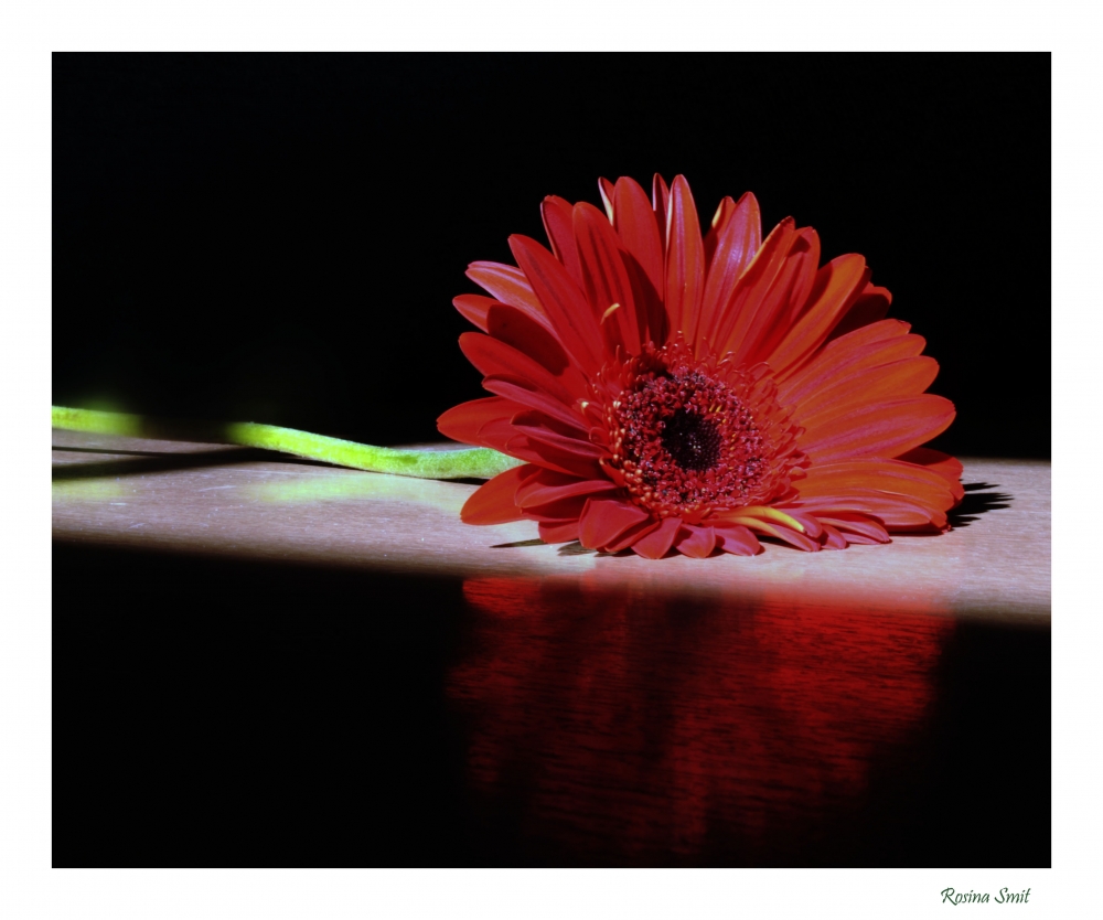 "Gerbera colorada" de Rosina Smit