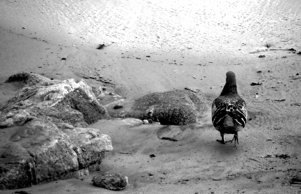 "Un paseo por la playa" de Emilio Echesuri