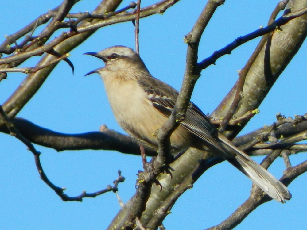 "CALANDRIA GRANDE (mimus saturninus)" de Roberto Kotata Muoz