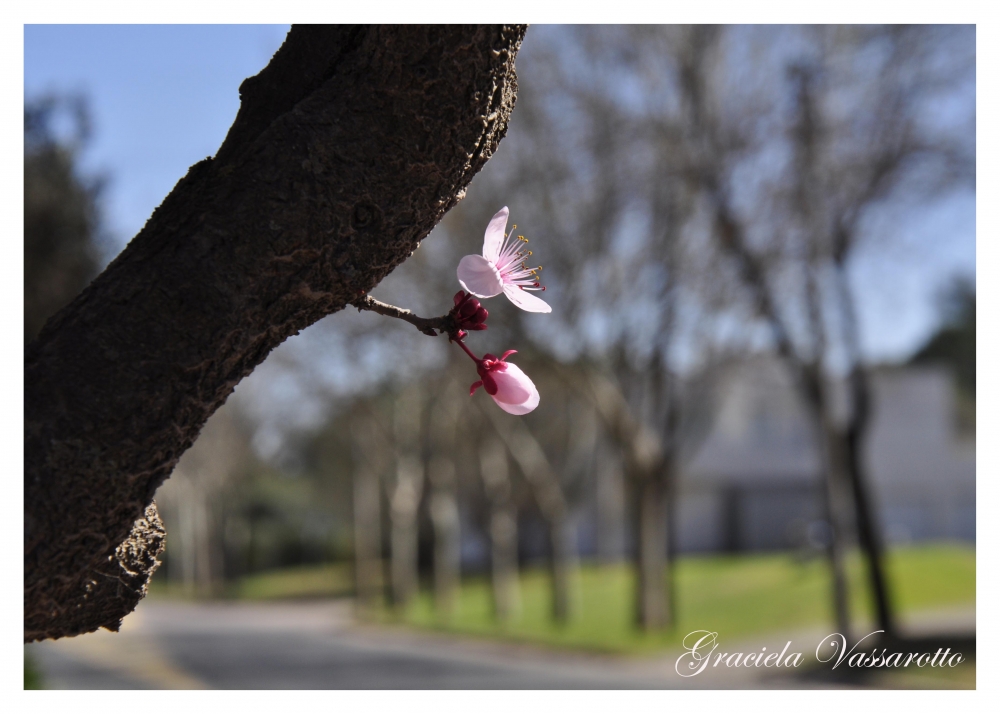 "`Huele a primavera`" de Graciela Del Rosario Vassarotto