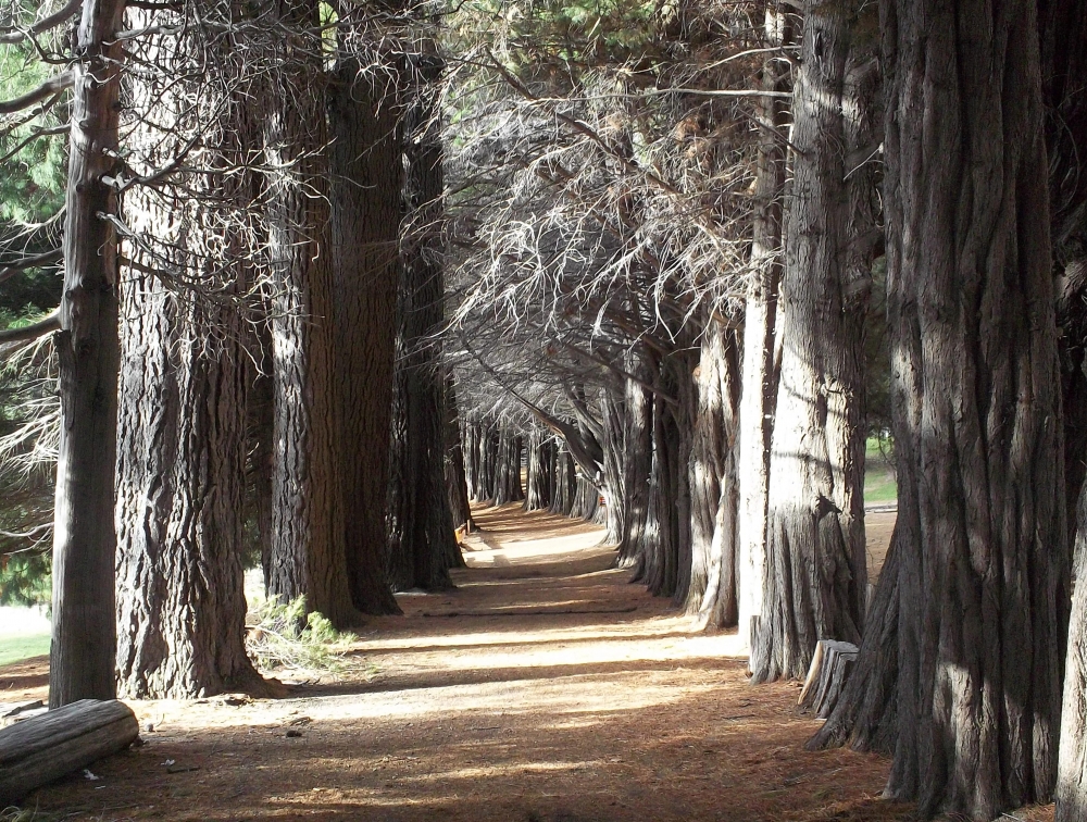 "bosque encantado" de Ivn Tapia