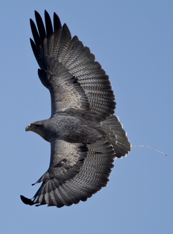 "Aguila Mora. Cacera 2." de Mario Tizn