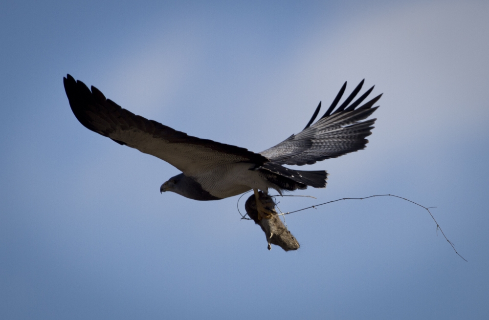 "Aguila Mora. Cacera 3. Con la presa." de Mario Tizn