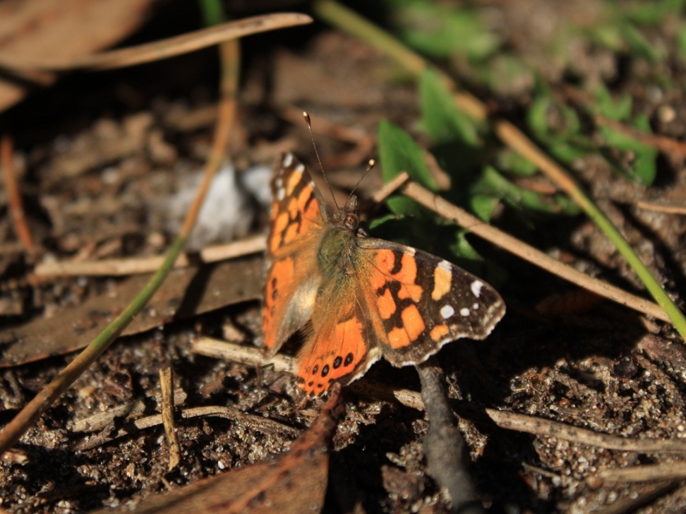 "Mariposa pontiack." de Roberto Velazquez