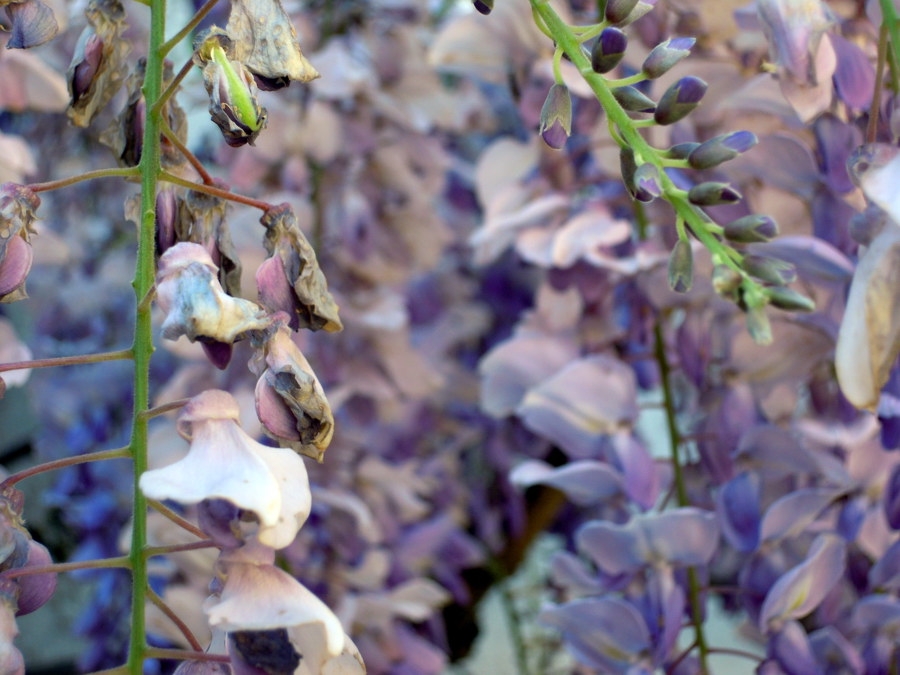 "Lilas" de Juan Angel Rojas