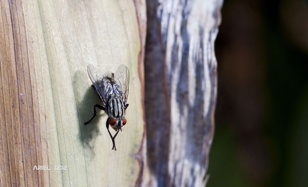 "Mosca" de Ariel Doz