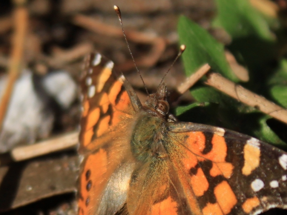 "mariposa." de Roberto Velazquez