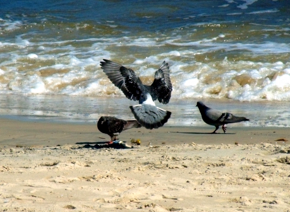 "Palomas de la playa" de Emilio Echesuri