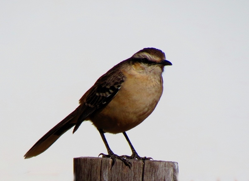 "Solitario" de Silvia Rivero