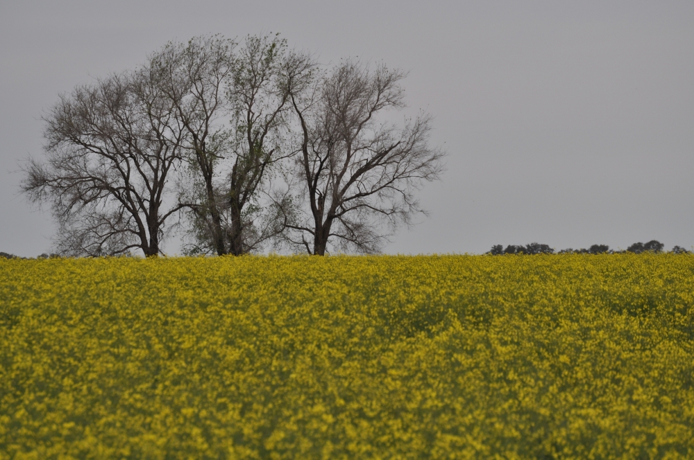 "3 en amarillo" de Jorge Omar Fernandez